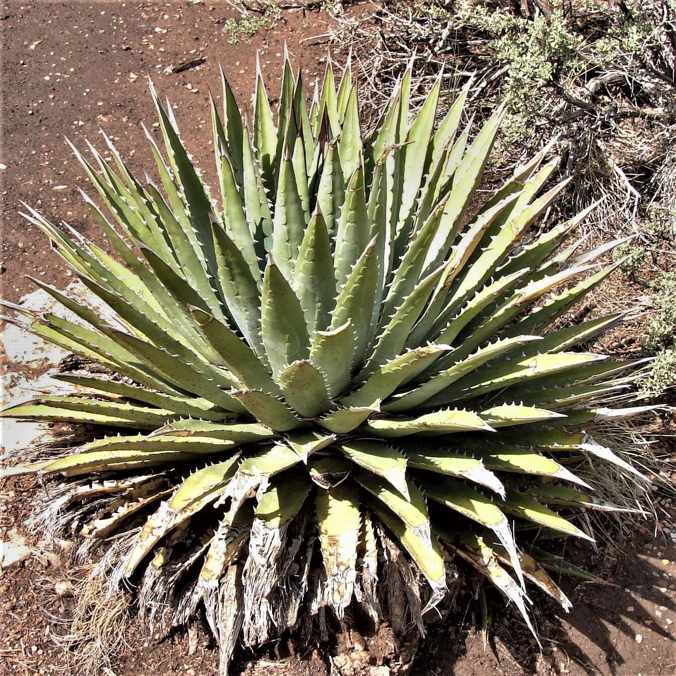 Слика од Agave utahensis subsp. kaibabensis (McKelvey) Gentry