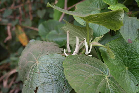 Слика од Piper umbellatum L.