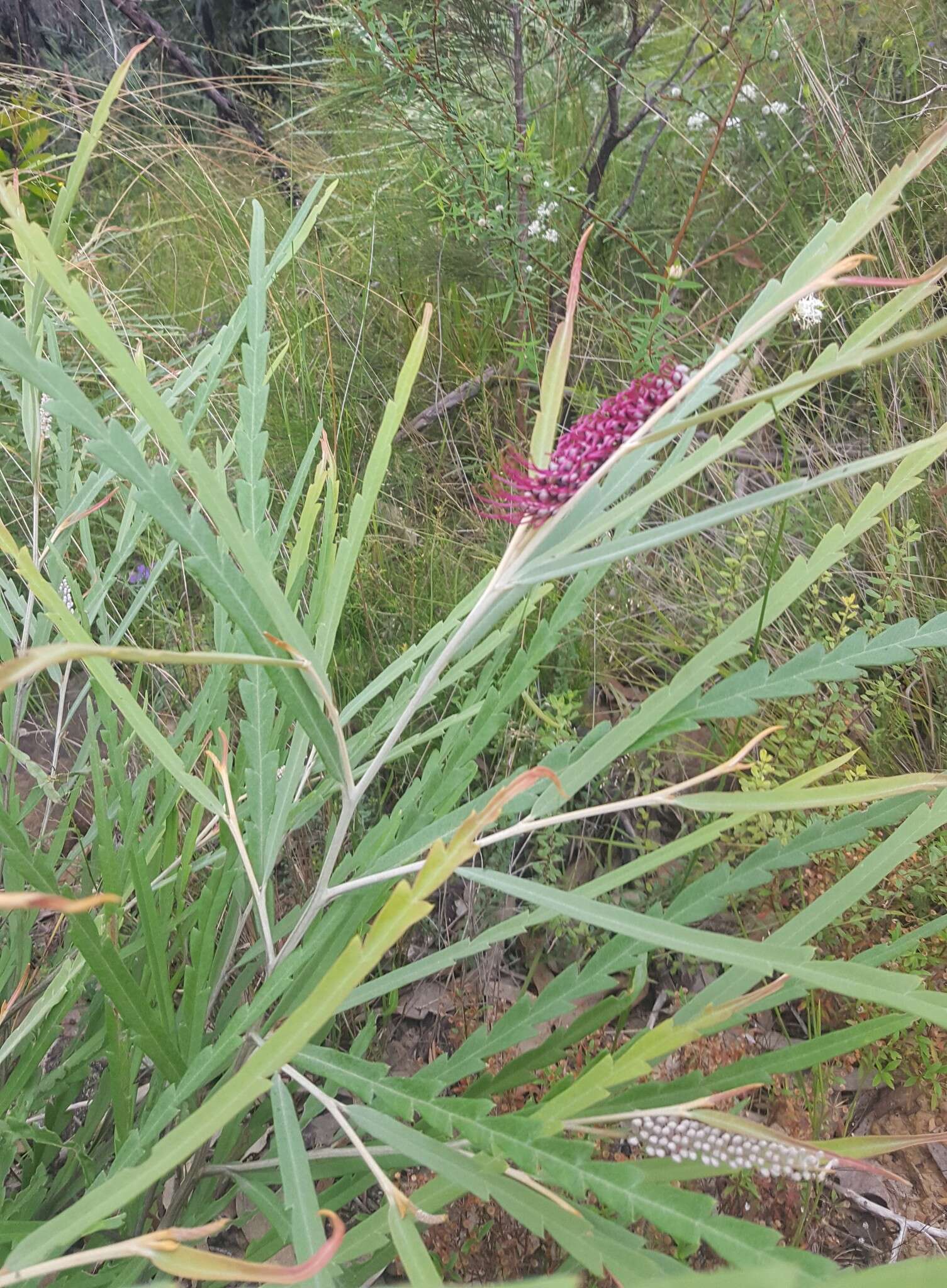 Image of Grevillea aspleniifolia Knight & Salisb.