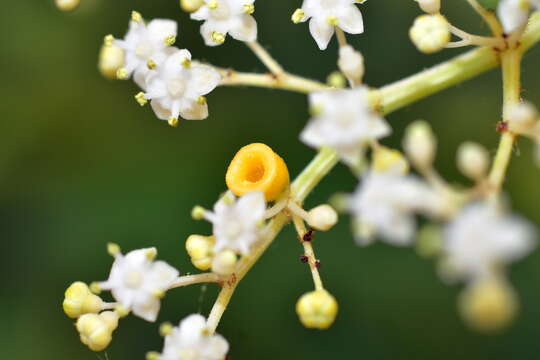 Plancia ëd Sambucus javanica Reinw. ex Bl.