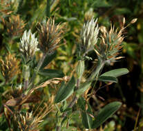 Imagem de Trifolium palaestinum Boiss.