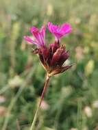 Image de Dianthus giganteus Dum.-Urville