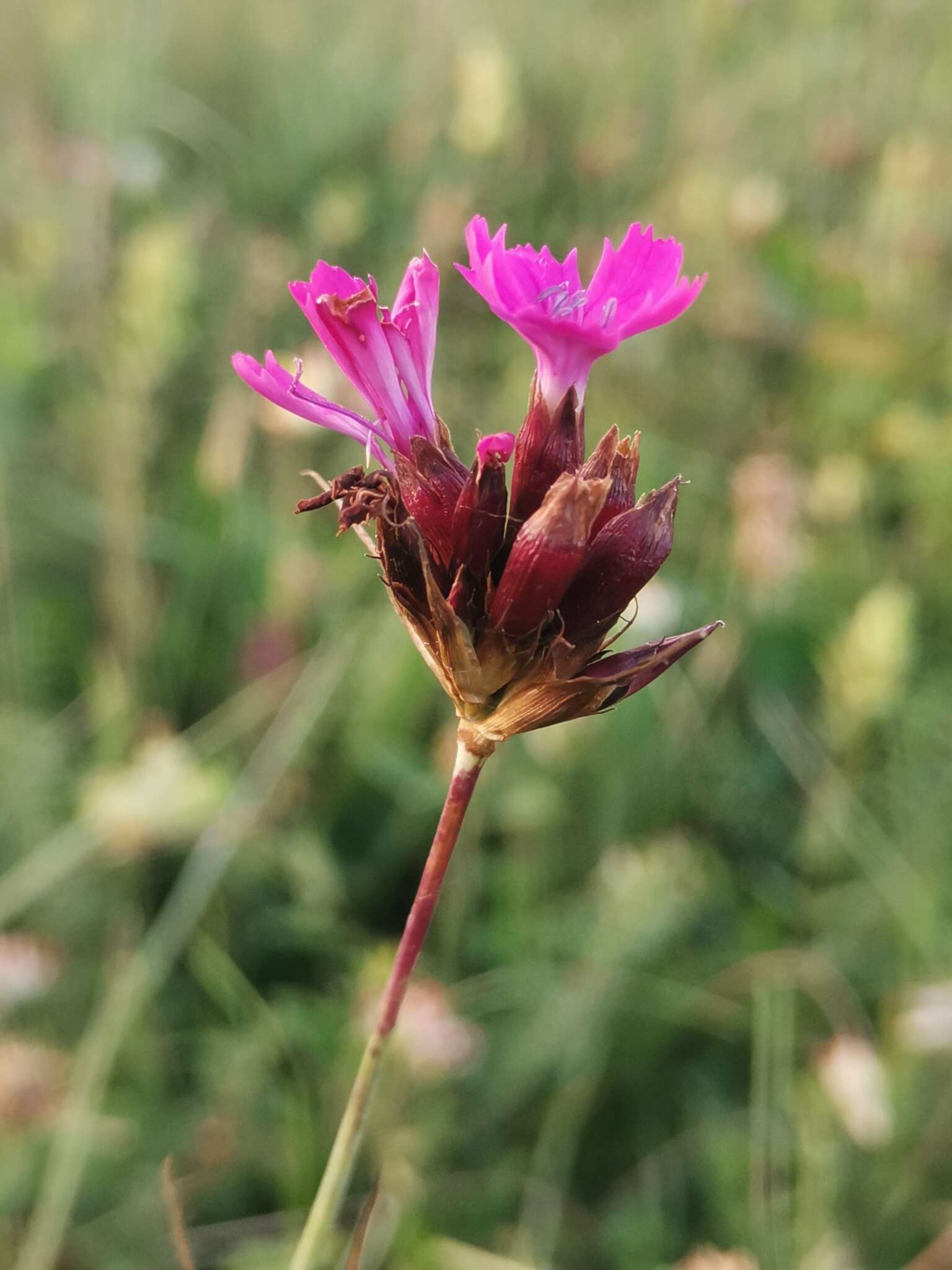 Image de Dianthus giganteus Dum.-Urville