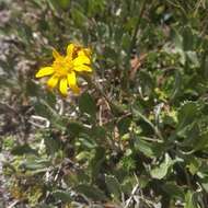 Image de Packera bellidifolia (Kunth) W. A. Weber & Á. Löve