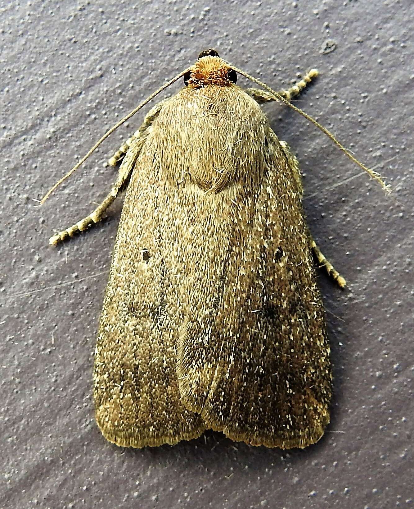 Image of mouse moth