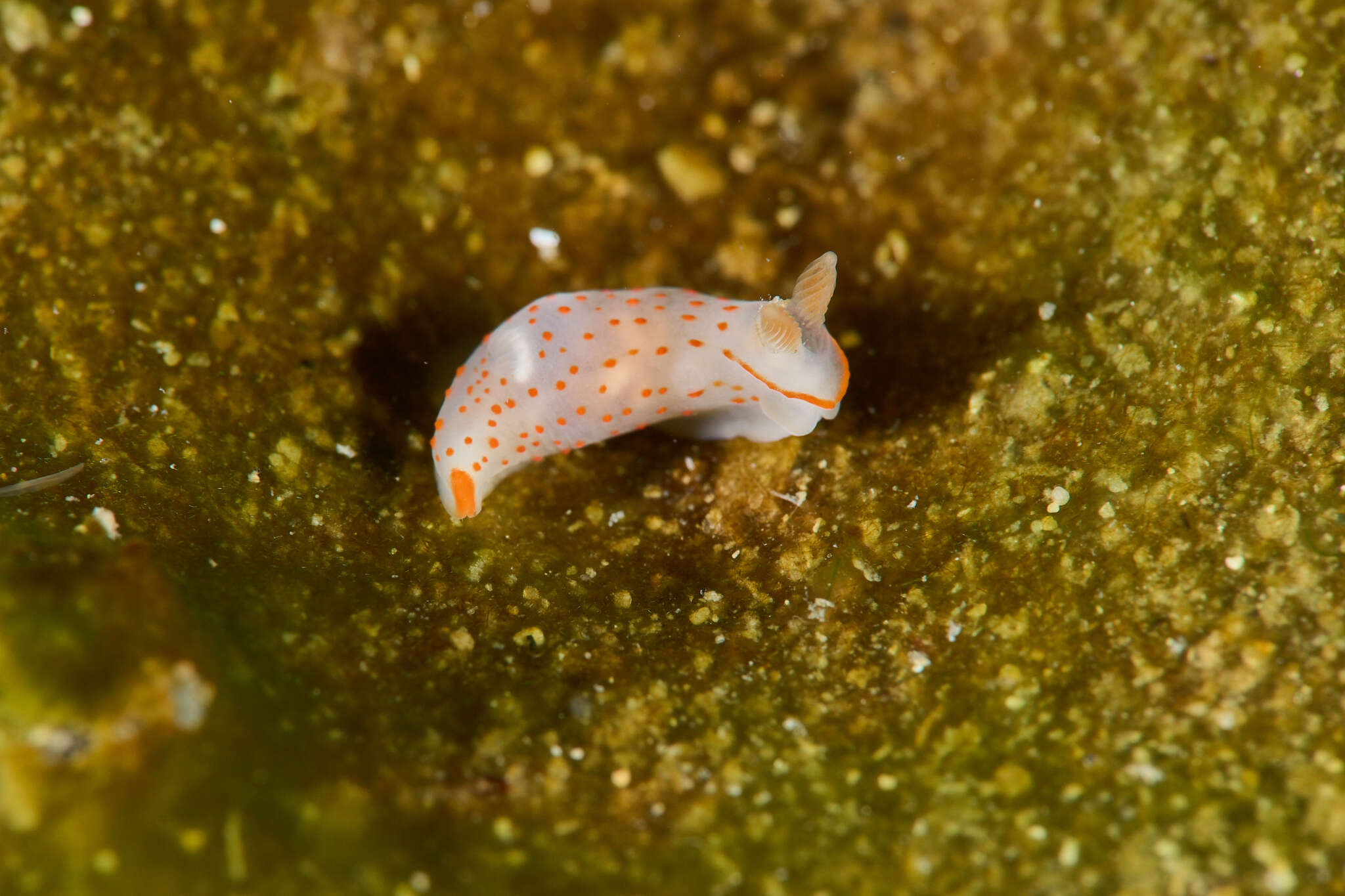 Image of Gymnodoris alba (Bergh 1877)