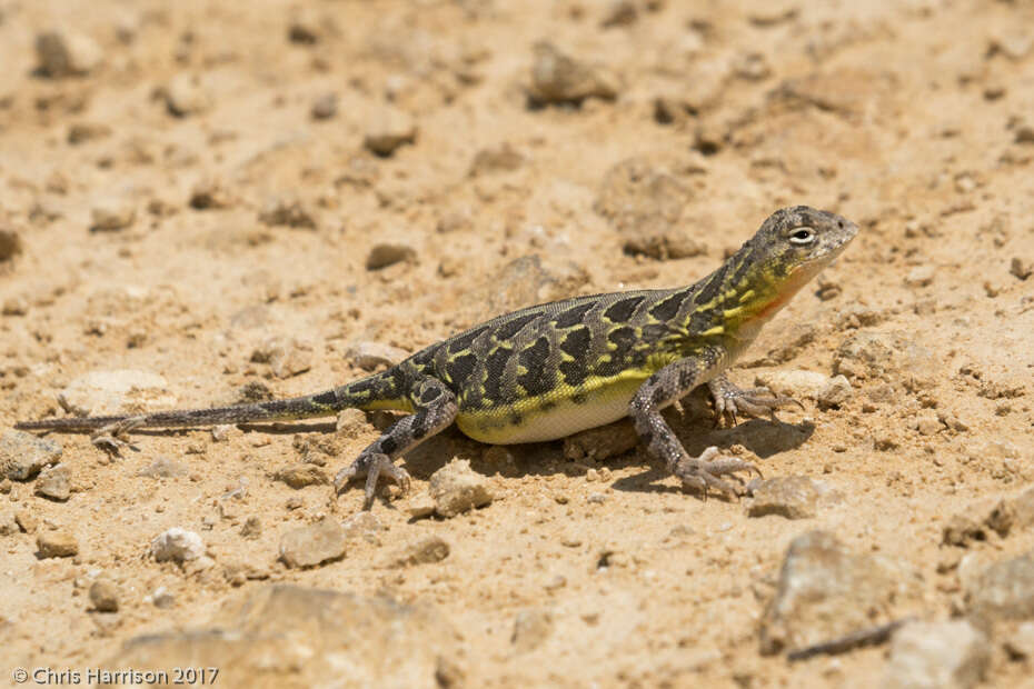 Image of Northern Spot-tailed Earless Lizard