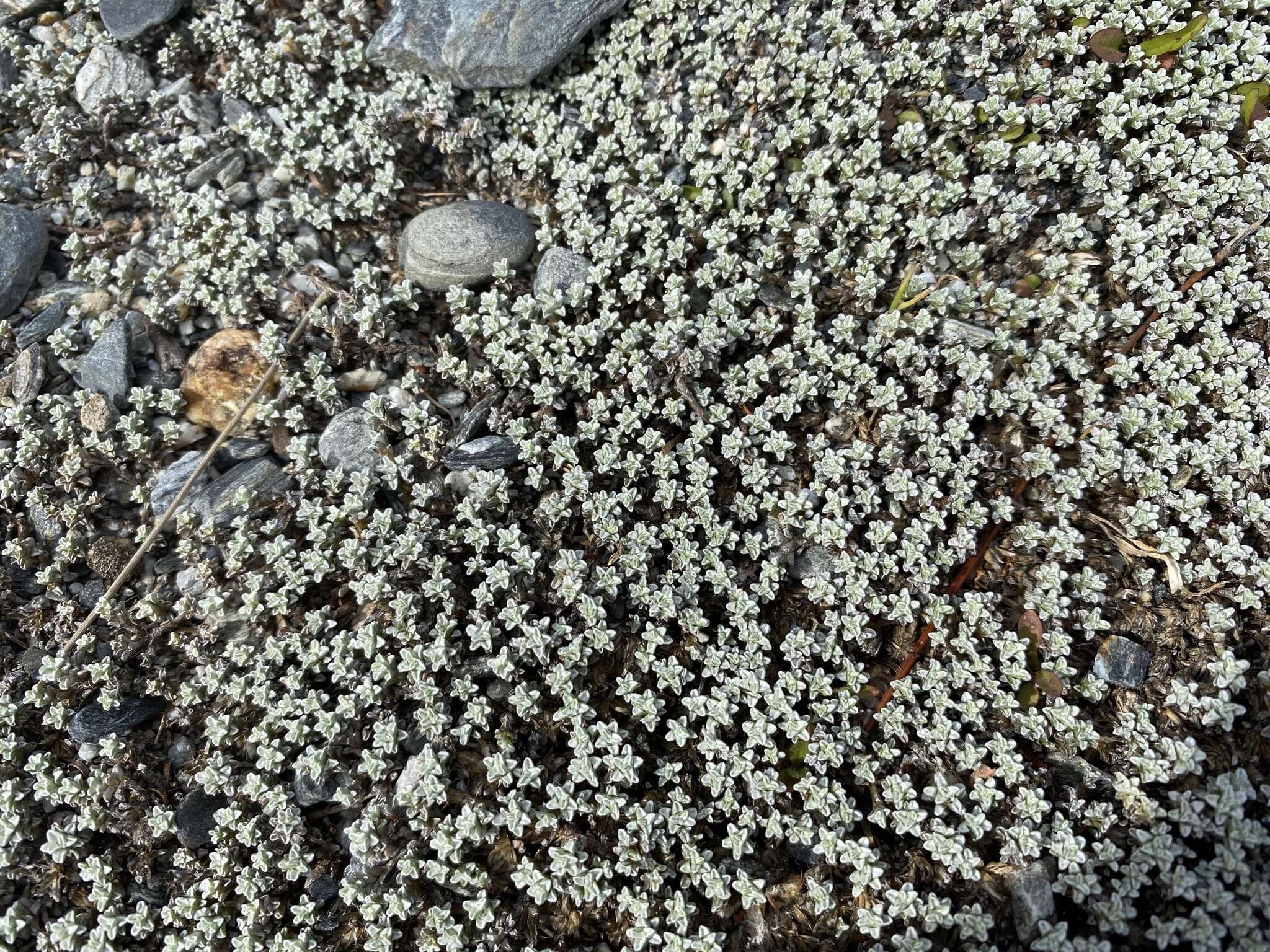 Image de Raoulia tenuicaulis Hook. fil.