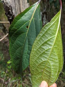 Image of Clerodendrum longiflorum Decne.