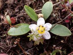 Слика од Hesperochiron pumilus (Griseb.) Porter