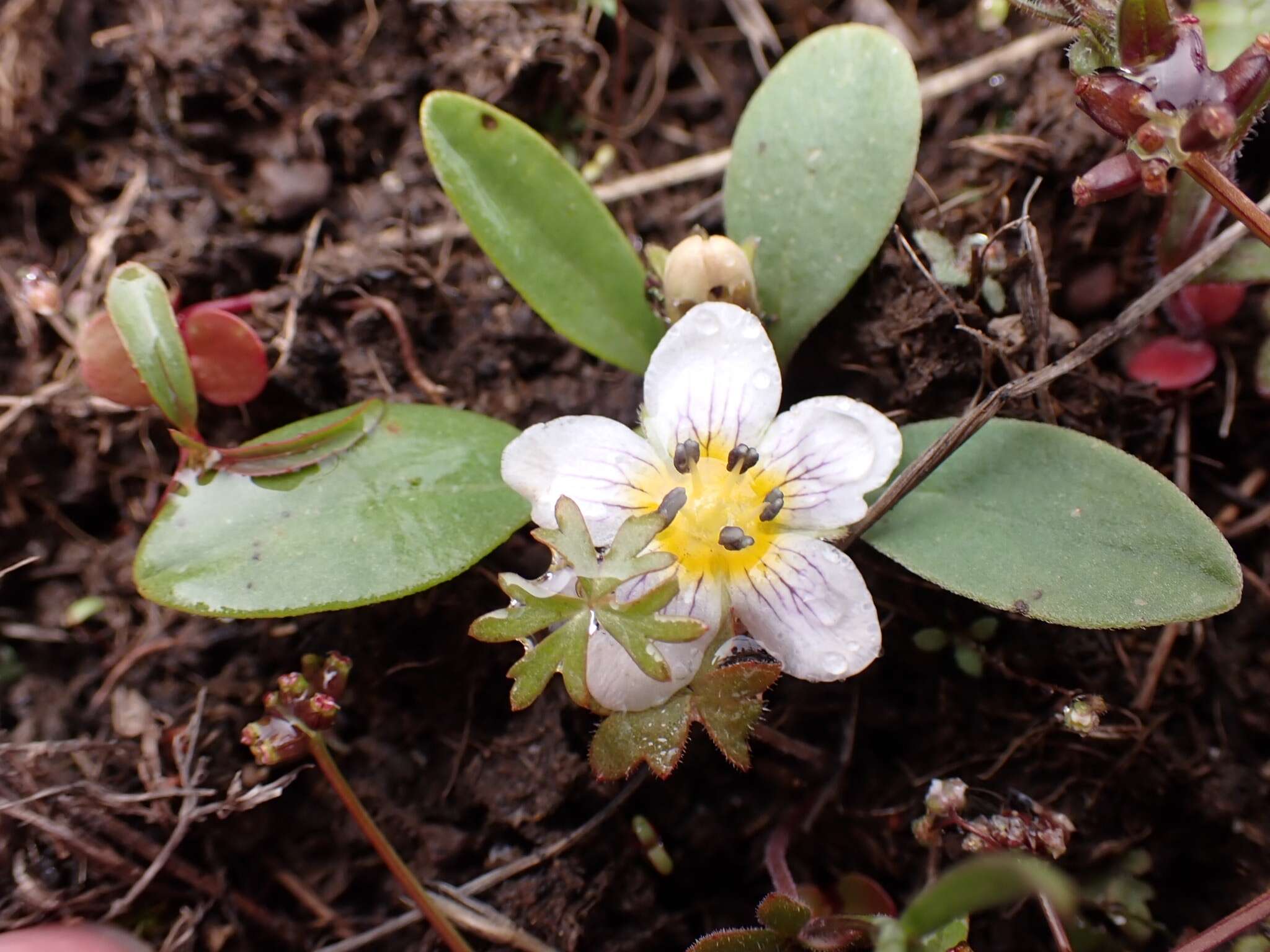 Image of Dwarf Monkey-Fiddle