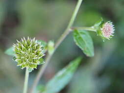 Sivun Melanthera nivea (L.) Small kuva