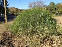 Image of Maerua juncea Pax