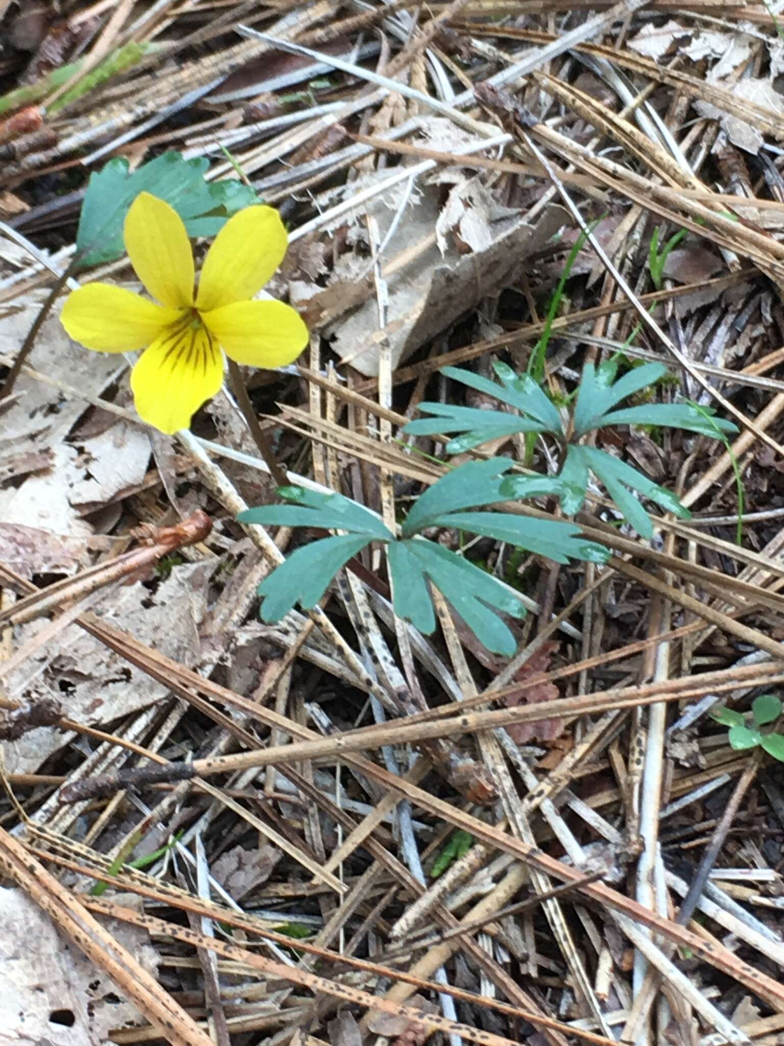 Image de Viola sheltonii Torr.