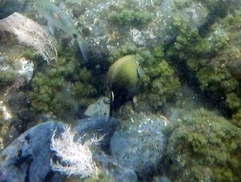 Image of Earbar Surgeonfish