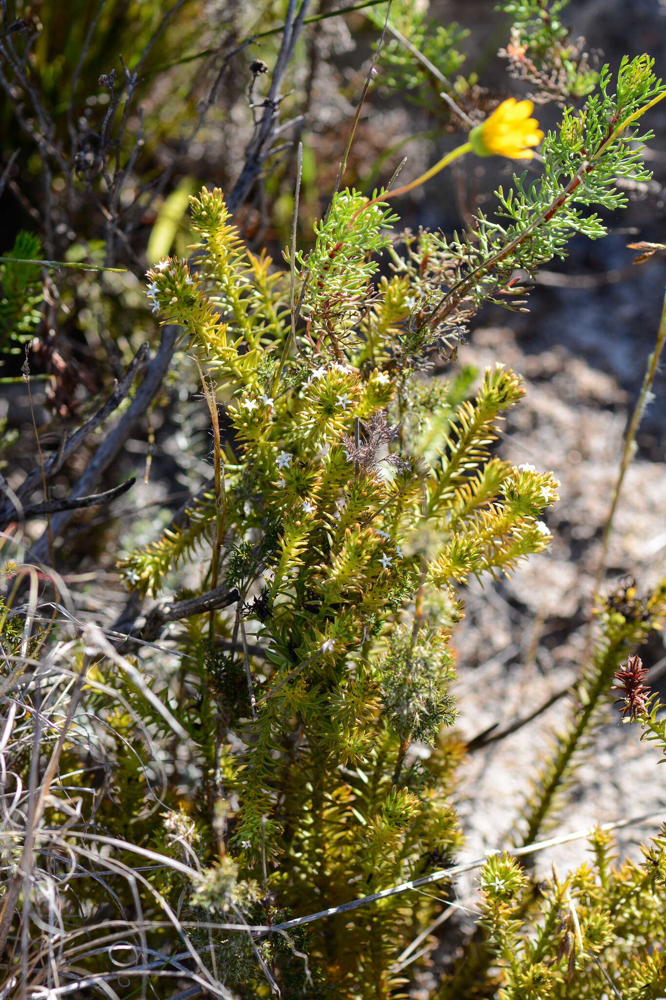 صورة Thesium viridifolium Levyns