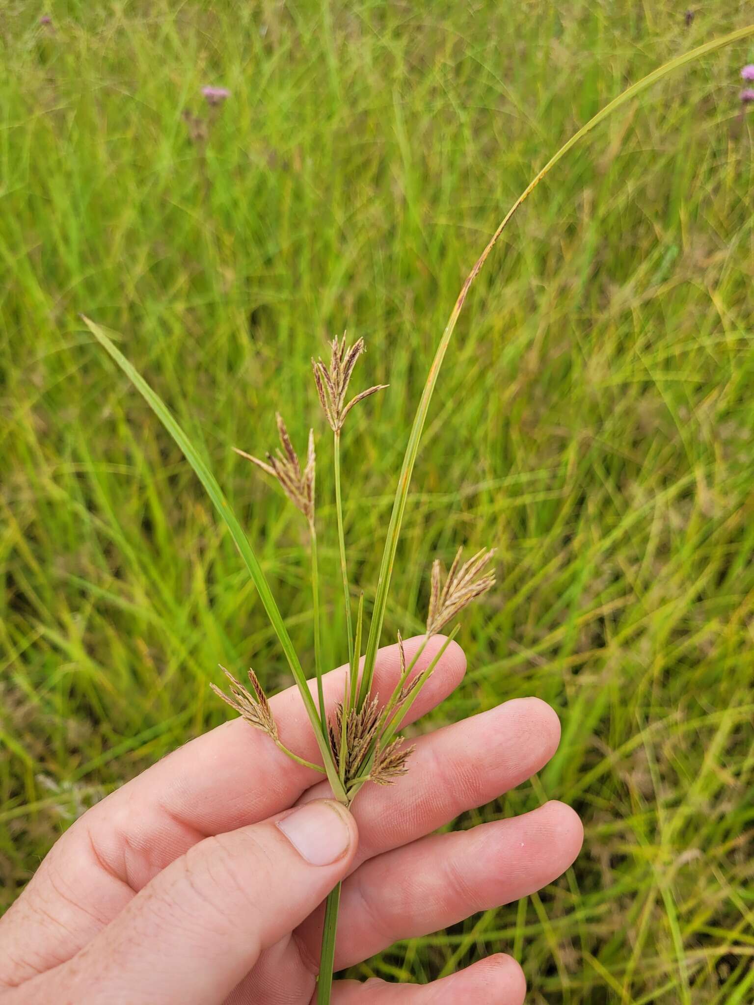 Image of Cyperus rigidifolius Steud.