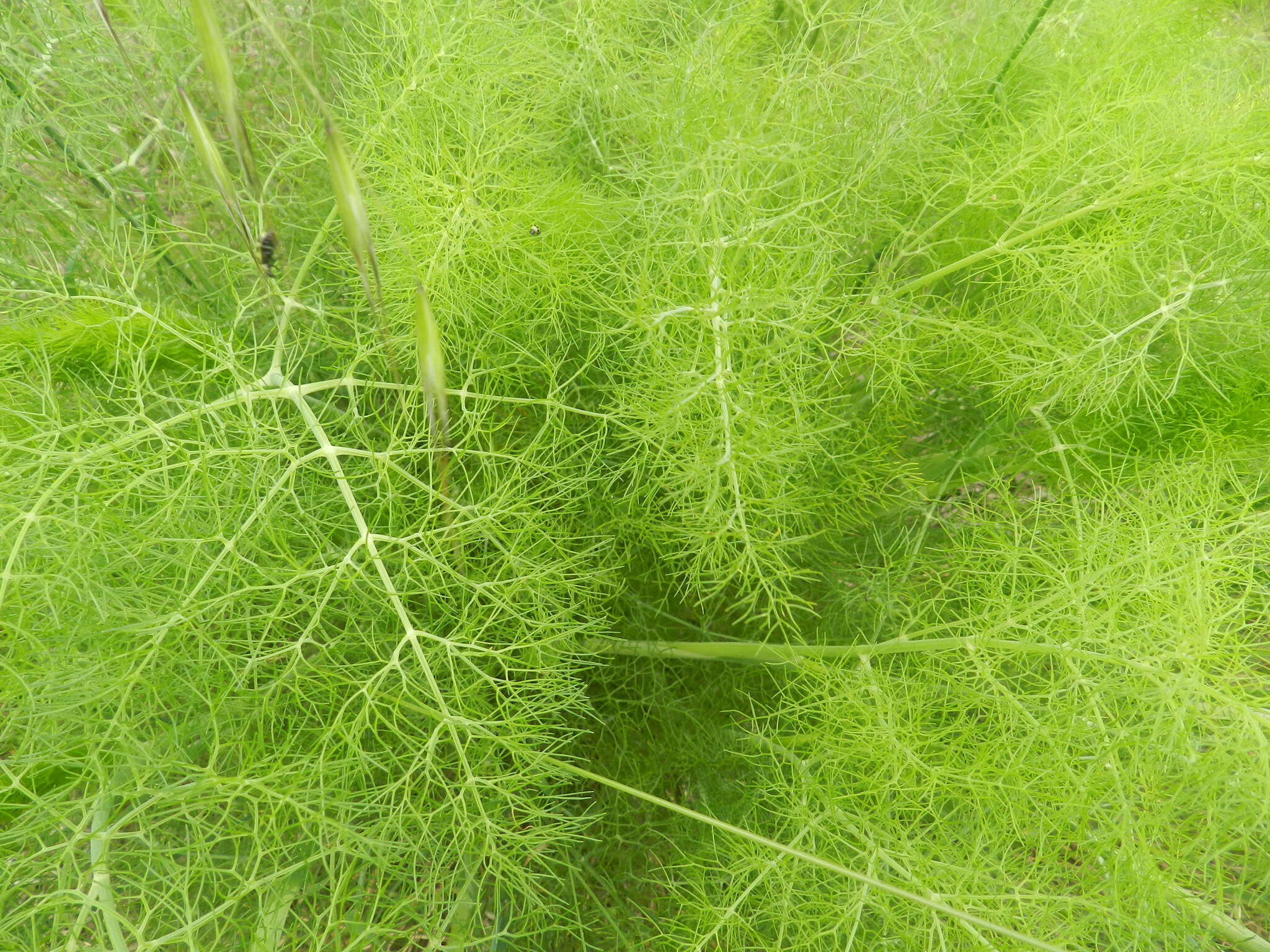 Image of Foeniculum vulgare var. dulce (Mill.) Cout.
