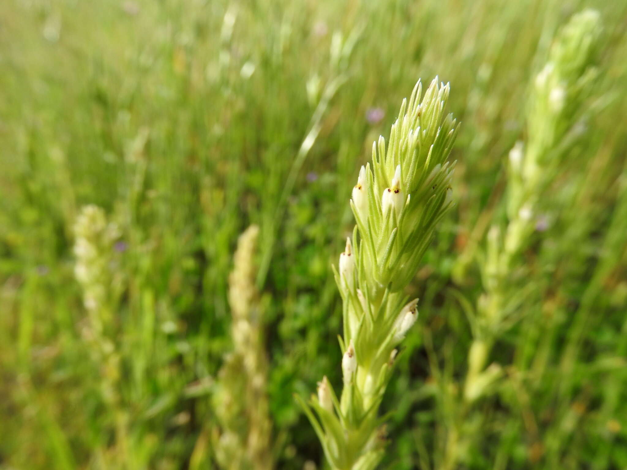 Image of attenuate Indian paintbrush