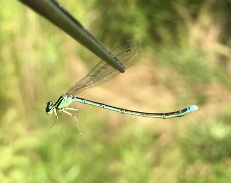 Image of Coenagrion ecornutum (Selys ex Selys & McLachlan 1872)