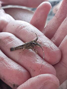 Image of Green Spiny Lobster