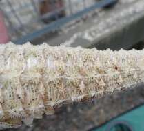 Image of Spiny pipehorse
