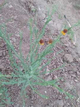 Image of smallhead sneezeweed