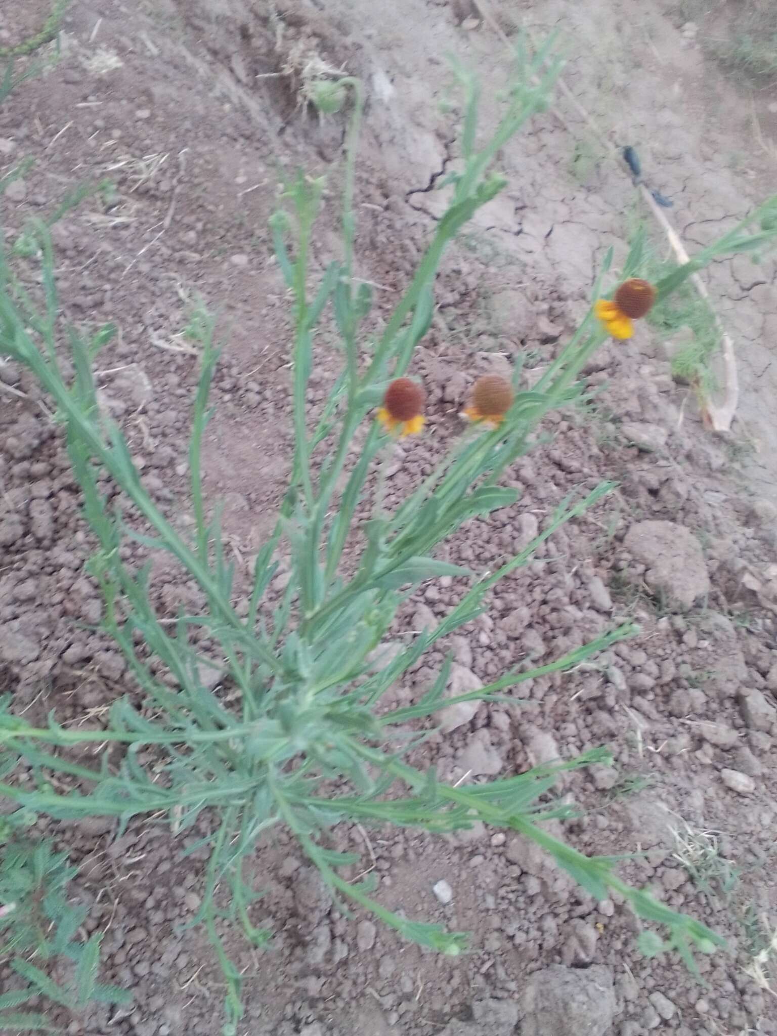 Plancia ëd Helenium microcephalum DC.