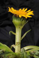 Image of Senecio breviscapus DC.