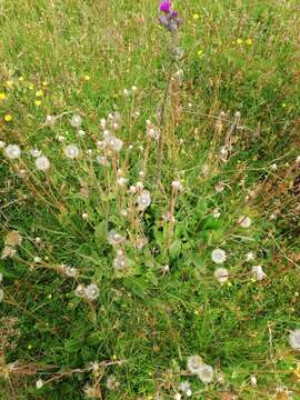 Image of mountain arnica