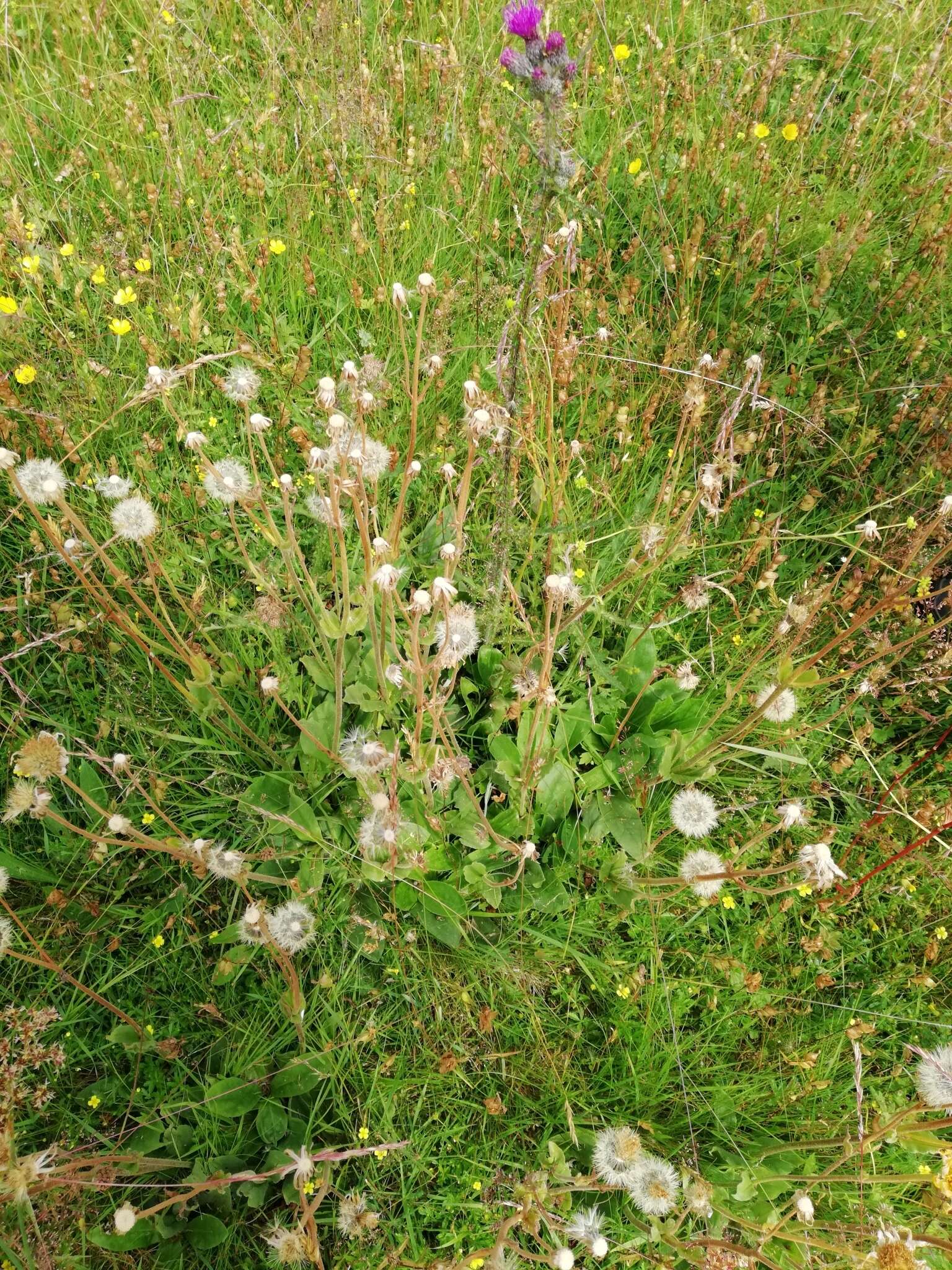 Image of mountain arnica