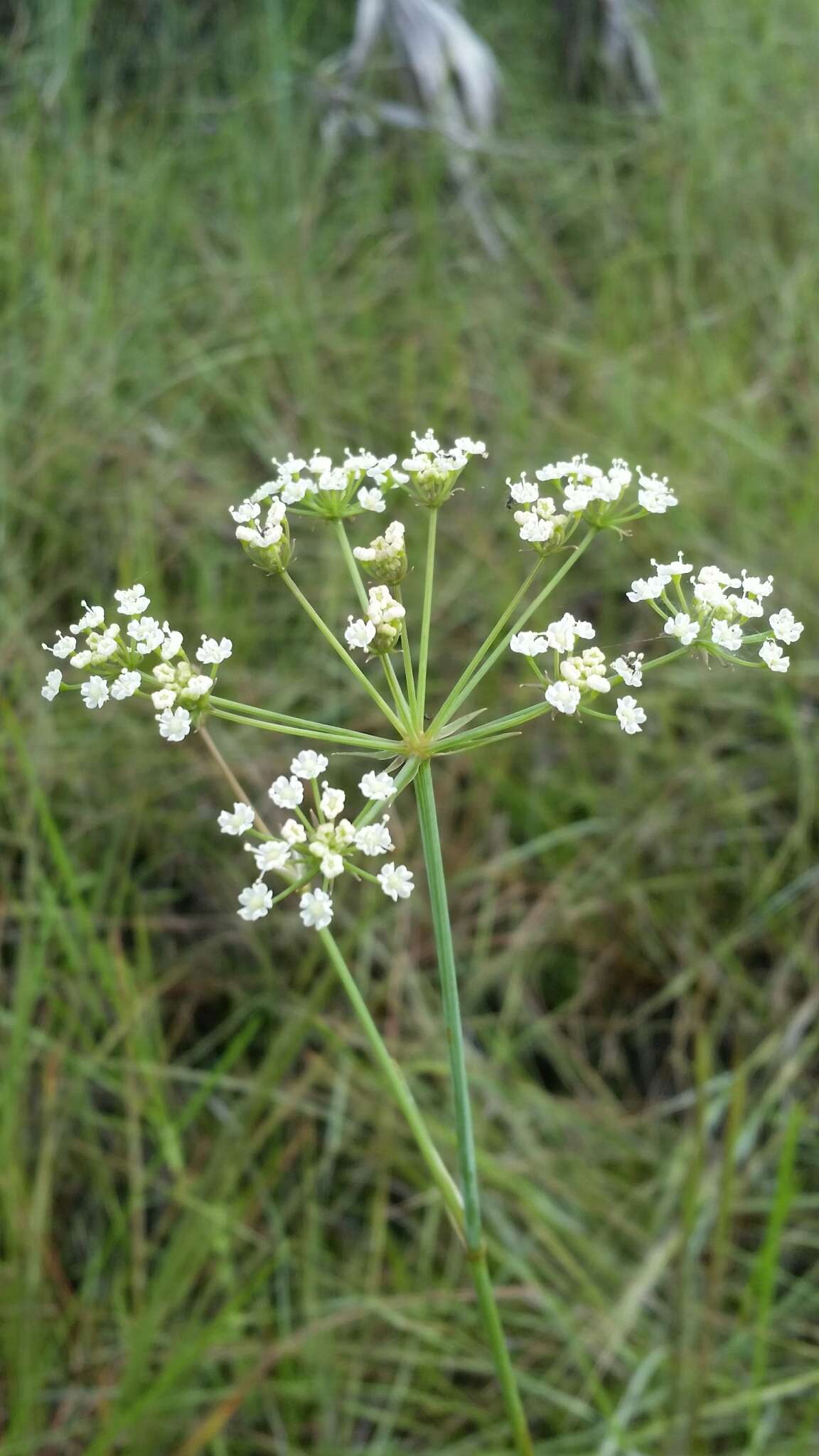 Image of cowbane