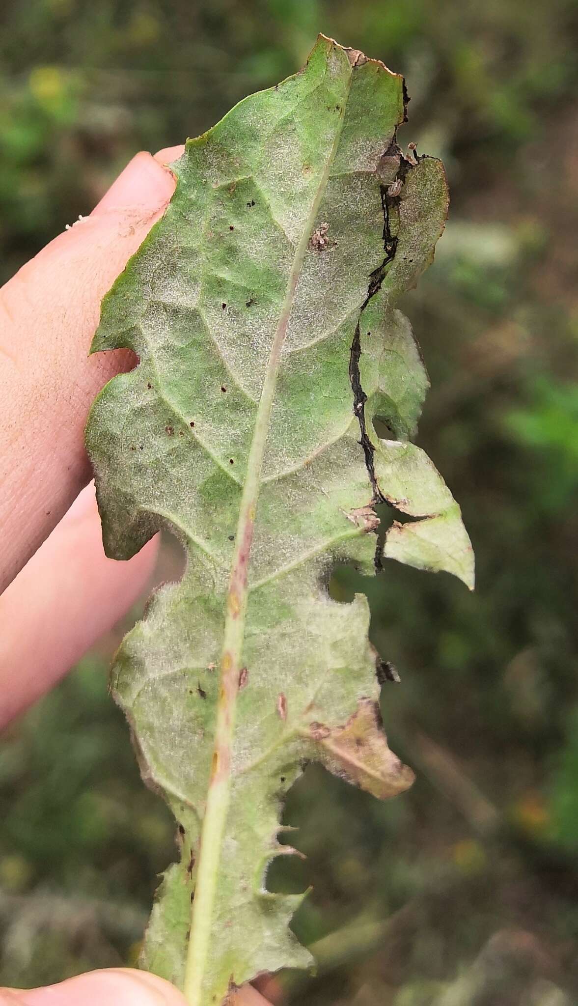 Podosphaera erigerontis-canadensis (Lév.) U. Braun & T. Z. Liu 2010的圖片