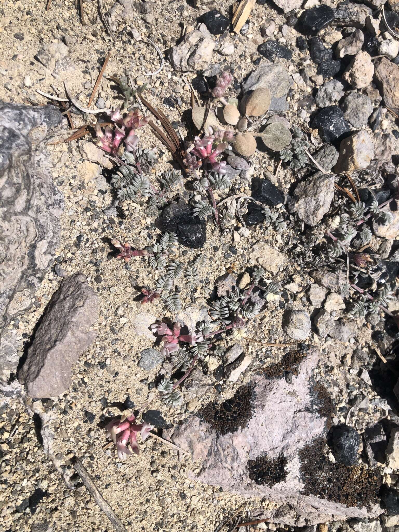 Imagem de Astragalus monoensis Barneby