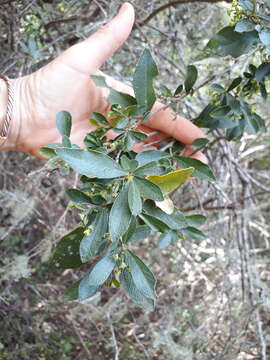 Image of Maerua racemulosa (A. DC.) Gilg & Gilg-Ben.