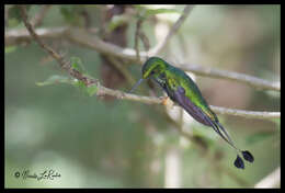 Image of Rufous-booted Racket-tail