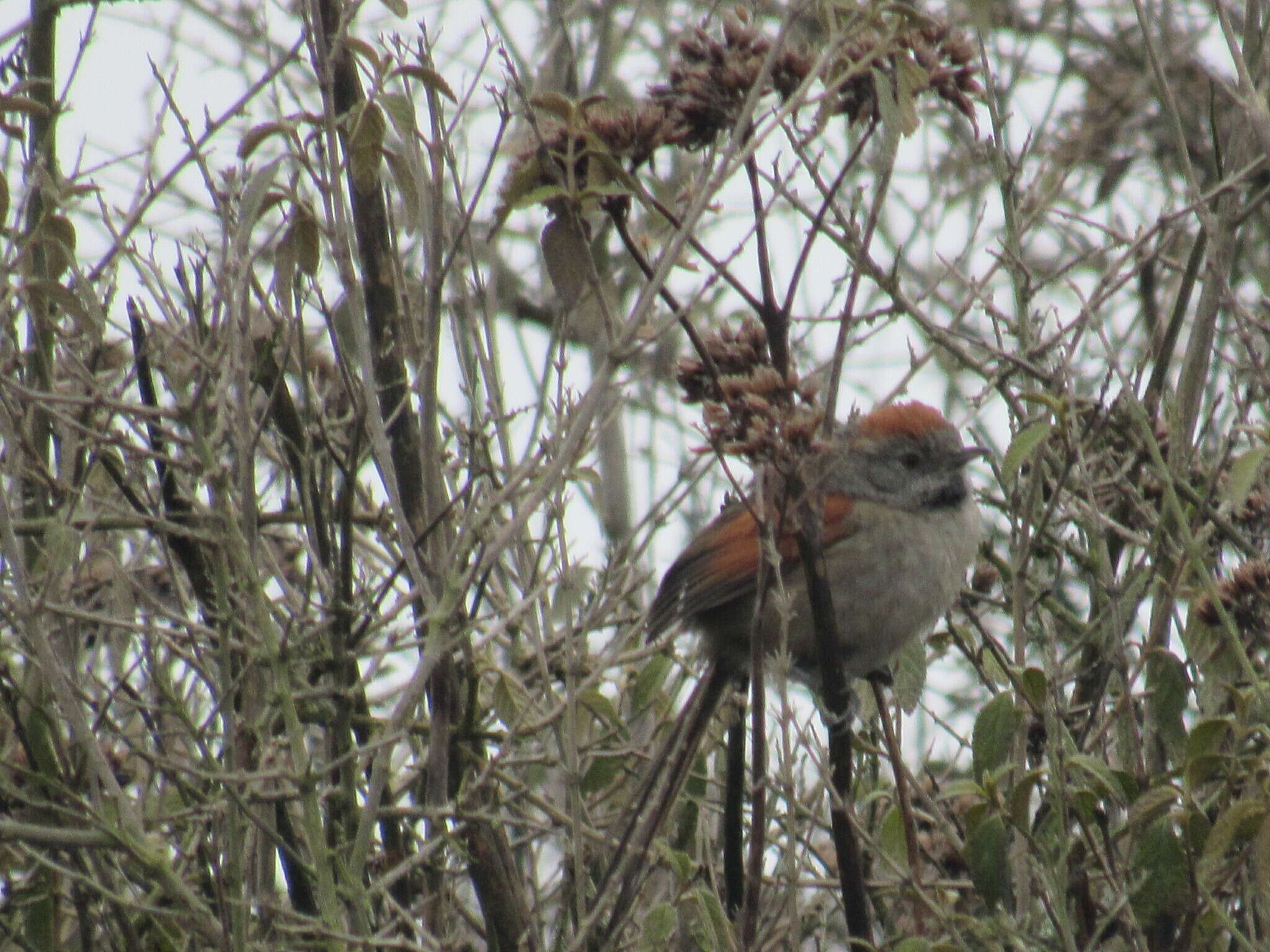 Image of Silvery-throated Spinetail