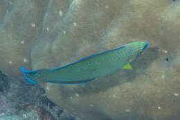 Image of Chain-lined wrasse