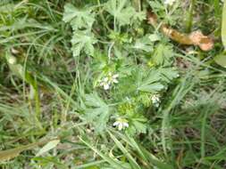 Image of Geranium albicans A. St.-Hil.