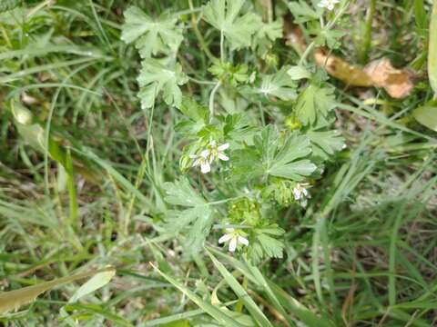 Sivun Geranium albicans A. St.-Hil. kuva