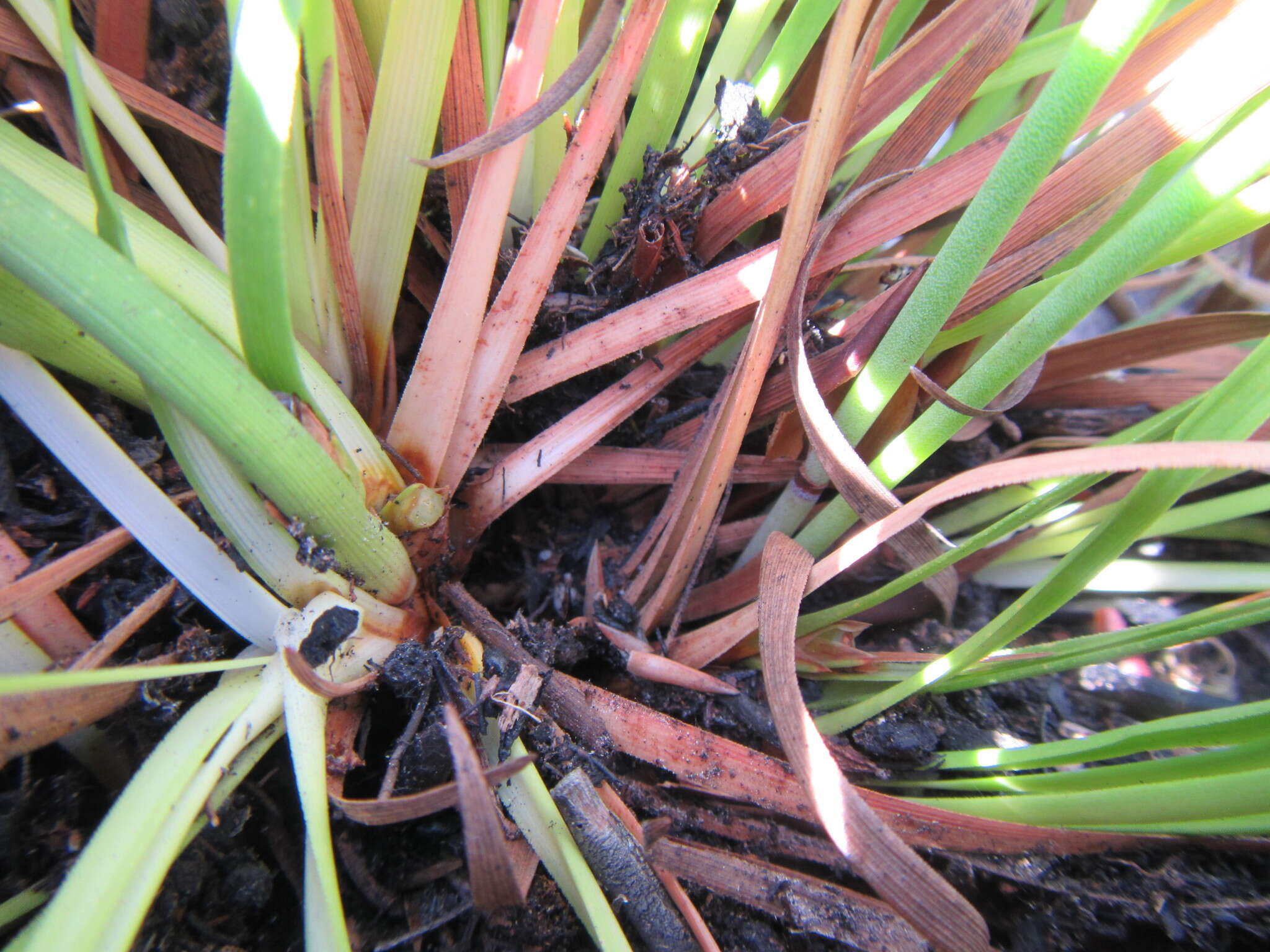 Слика од Capeobolus brevicaulis (C. B. Clarke) Browning