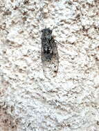 Image de Cicada mordoganensis Boulard 1979