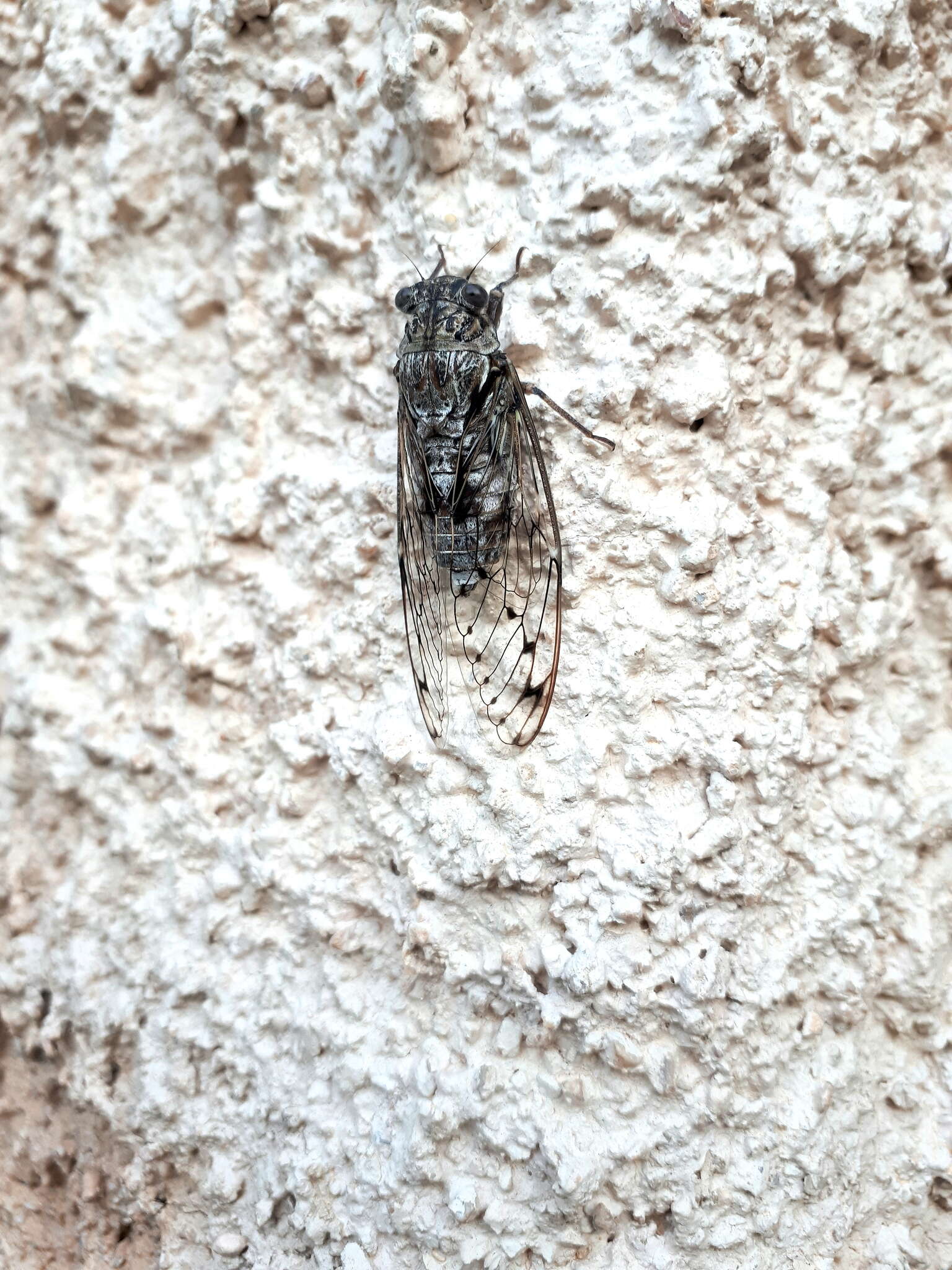 Image of Cicada mordoganensis Boulard 1979