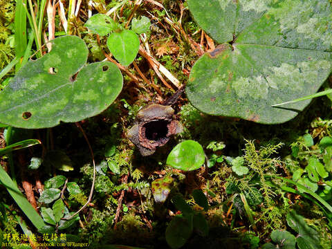 Image of Asarum ampulliflorum C. T. Lu & J. C. Wang