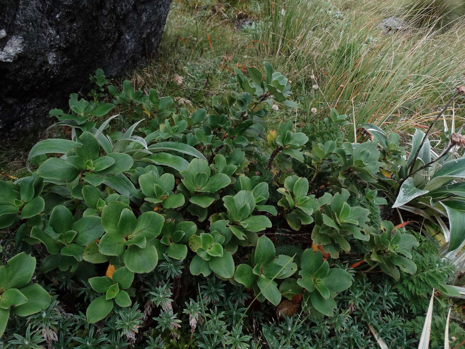 Image de Coprosma serrulata Hook. fil. ex Buchanan