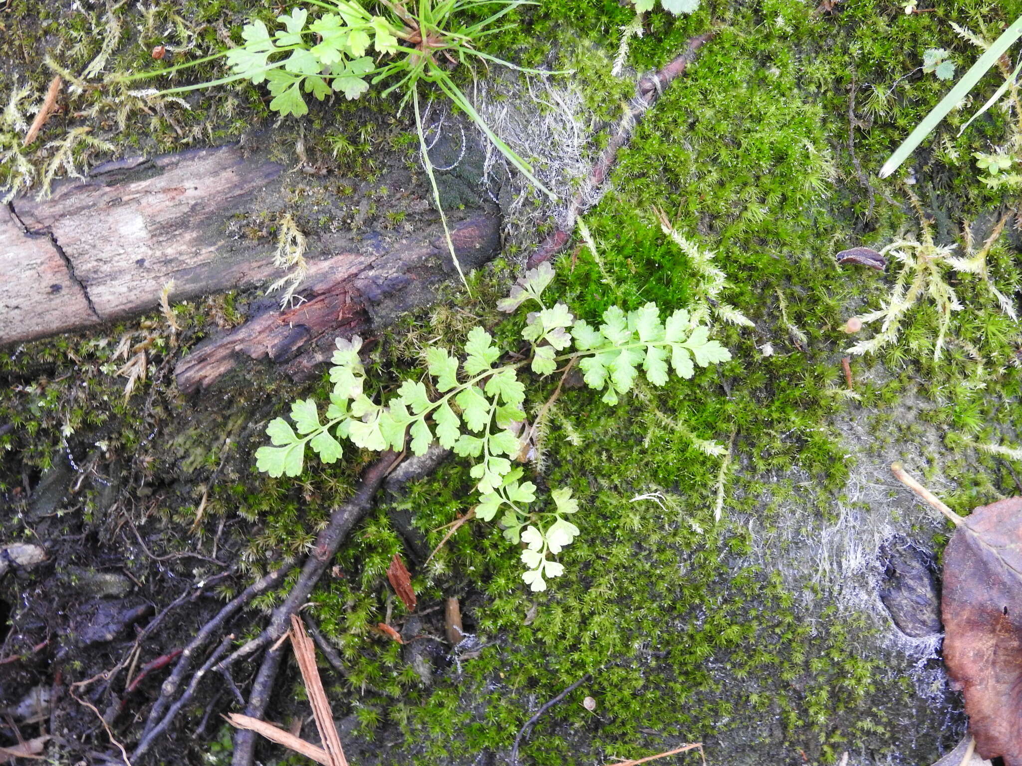 Athyrium asplenioides var. cyclosorum (Rupr.) resmi