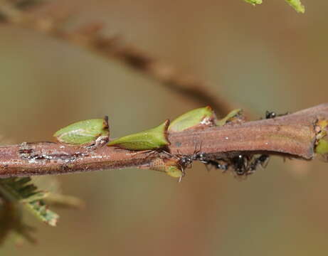 Image of Sextius virescens Fairmaire