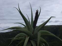 Aloe speciosa Baker resmi