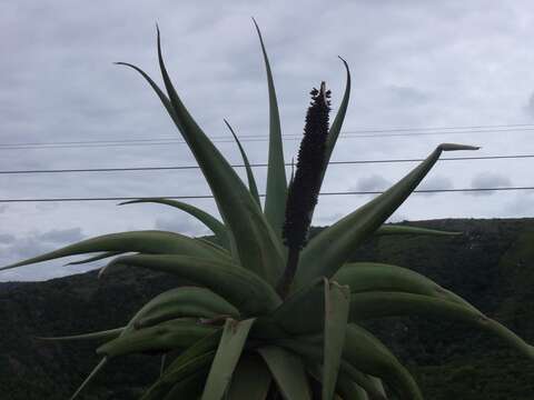 Image of Aloe speciosa Baker