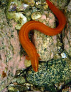 Image of Spotted gunnel